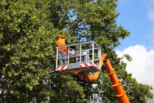 Best Emergency Storm Tree Removal  in Harrisville, UT